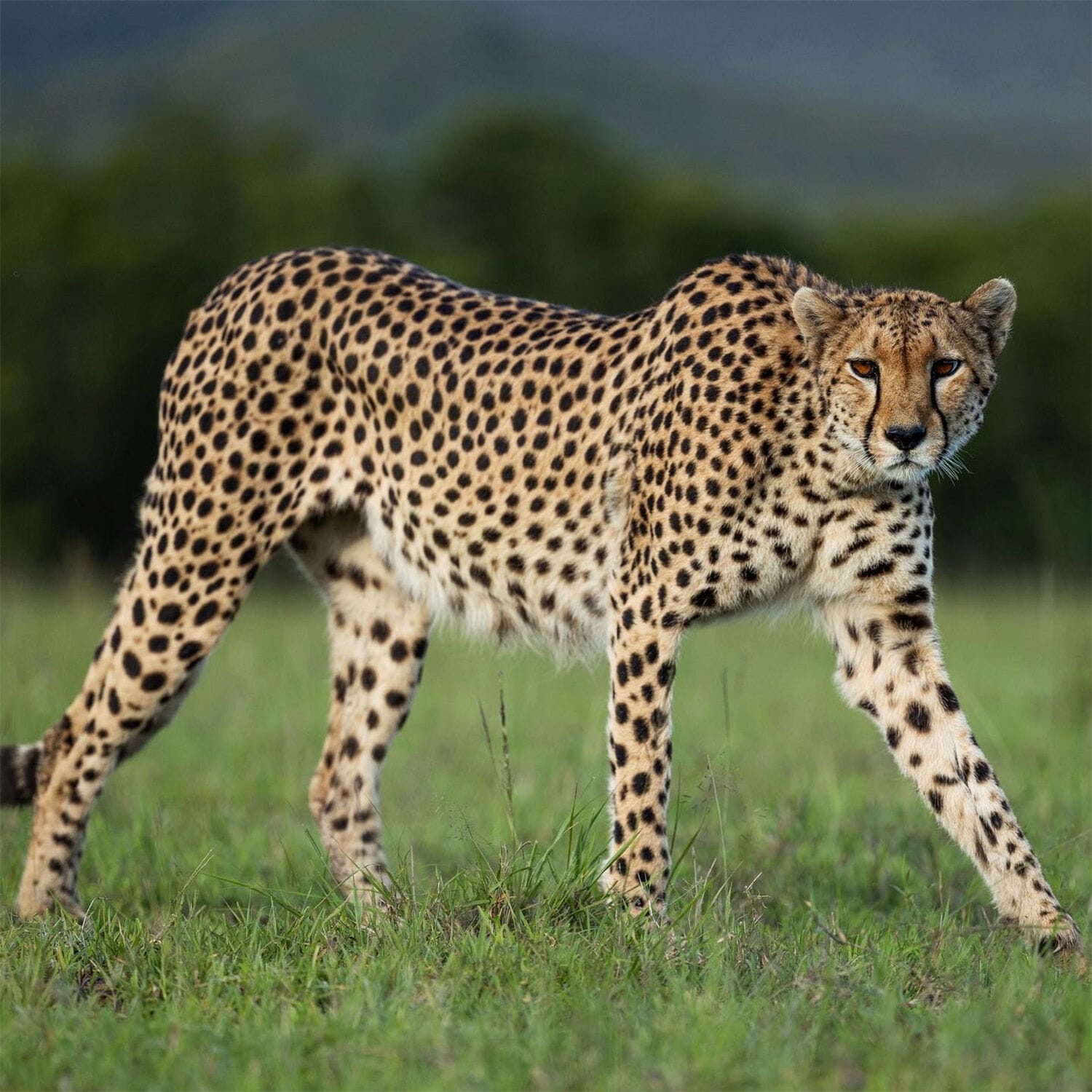 House in the Wild | The East African Traveller