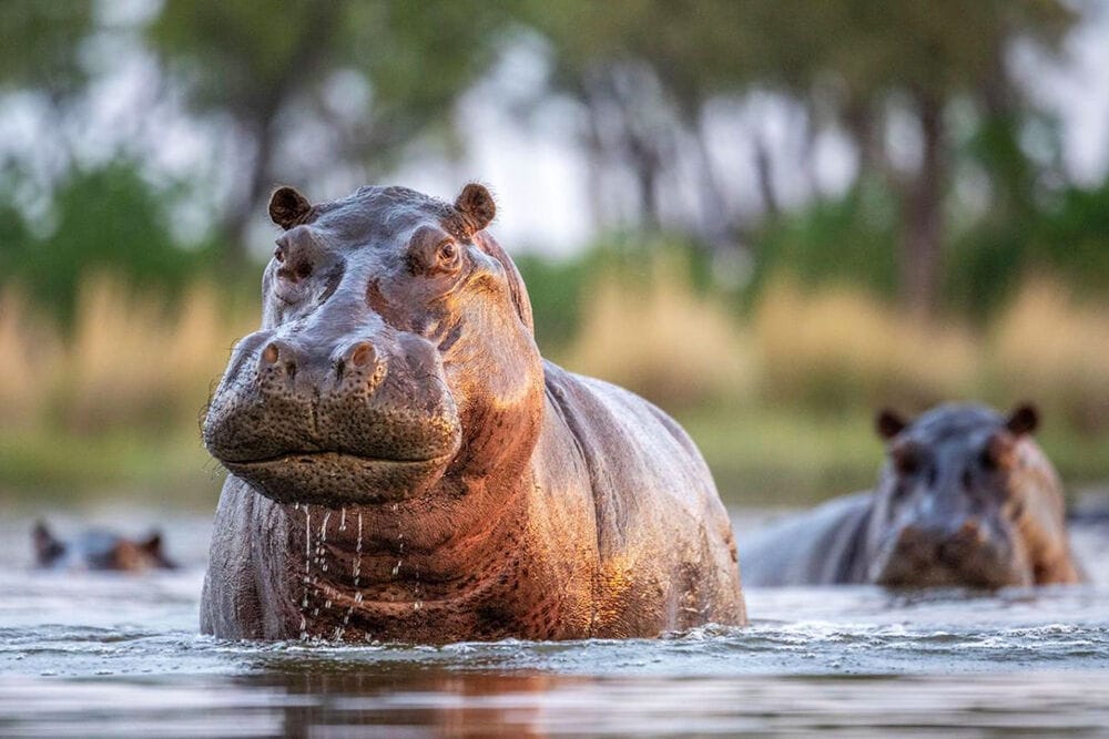 007 Hippo Point
