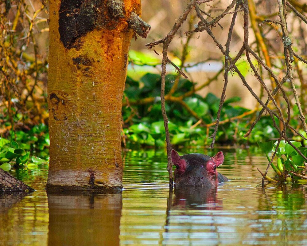 033 Hippo Point