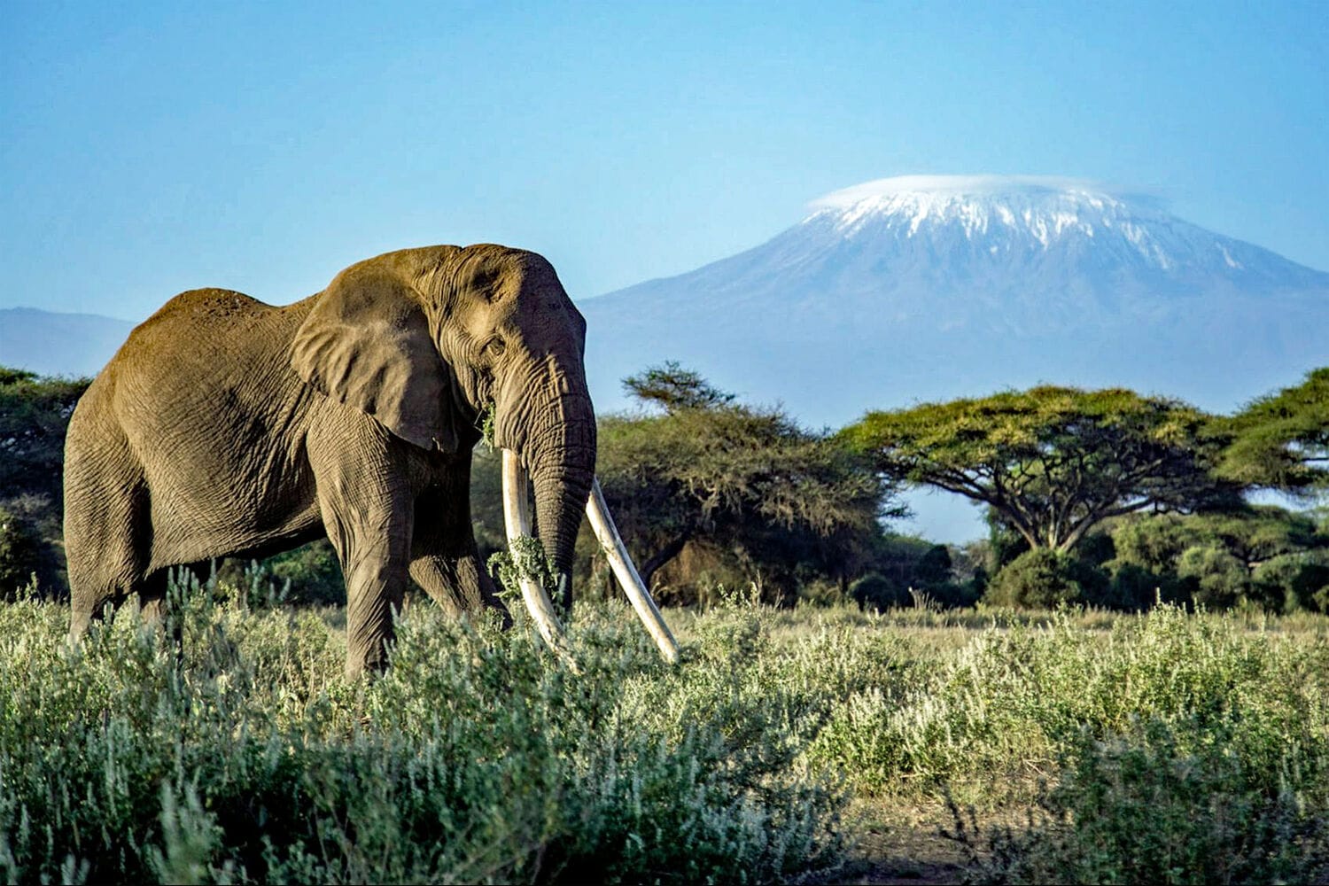 006 Angama Amboseli