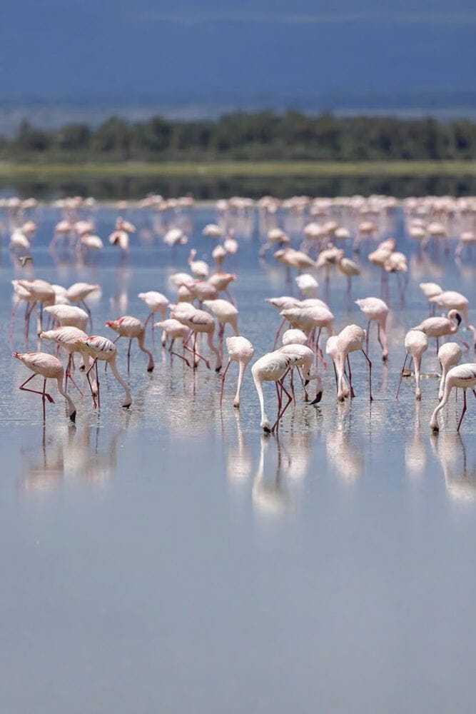 007 Angama Amboseli