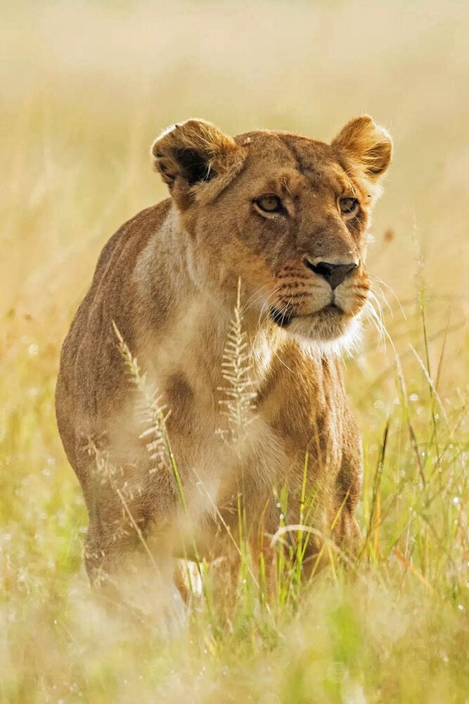 008 Angama Mara