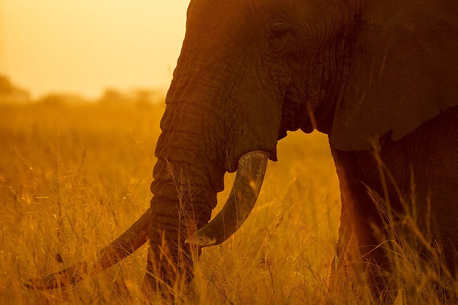011 Angama Amboseli
