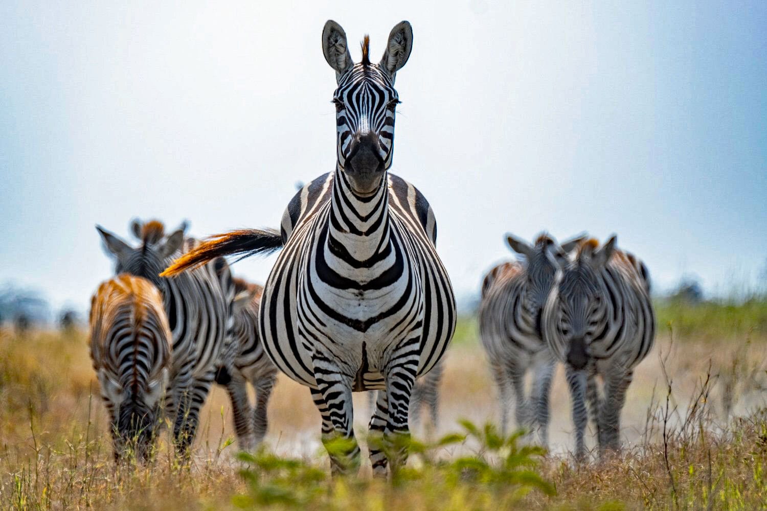 017 Angama Amboseli
