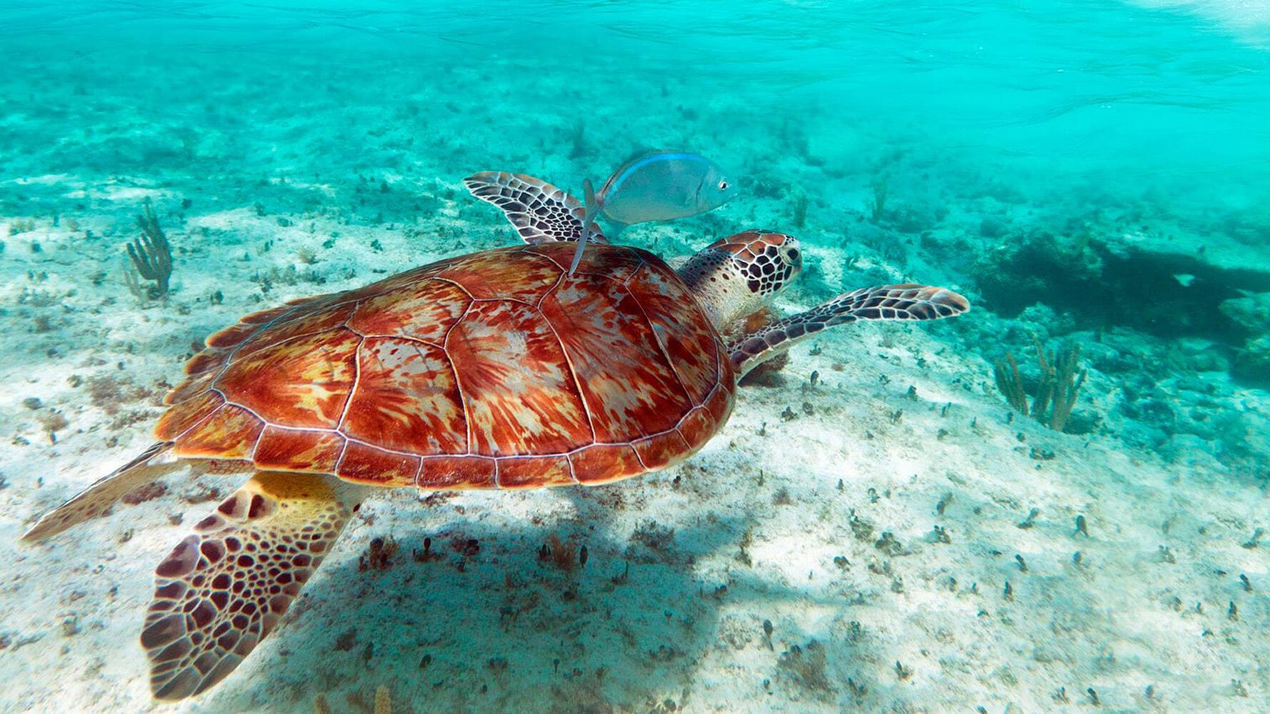023 Thanda Island