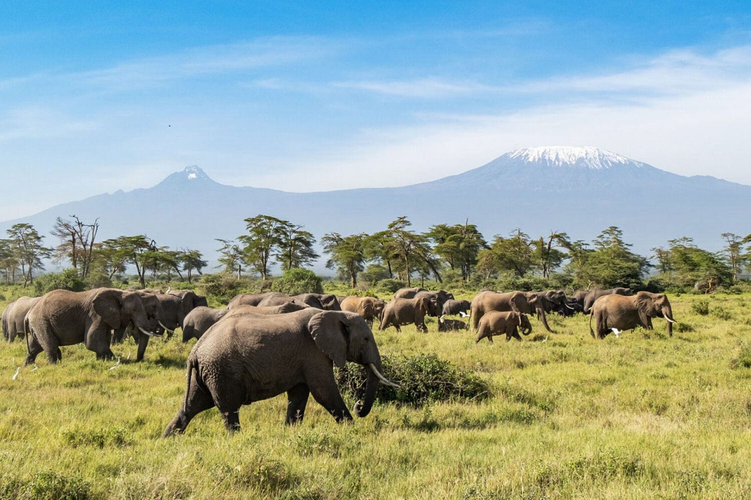 025 Angama Amboseli