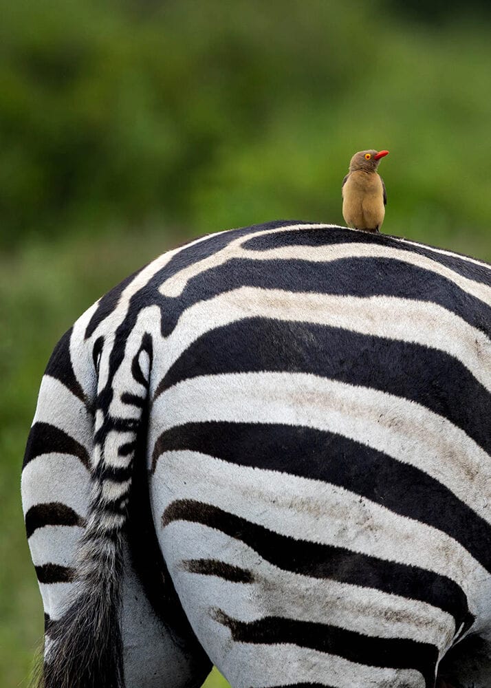026 Angama Amboseli