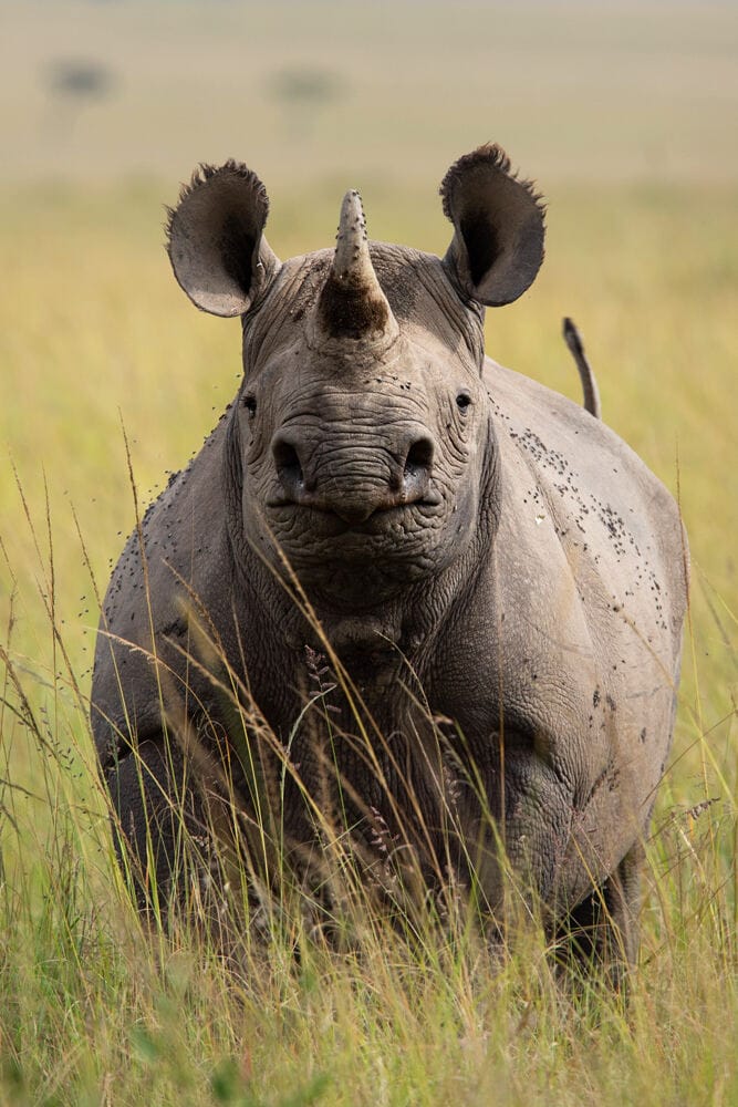 028 Angama Mara