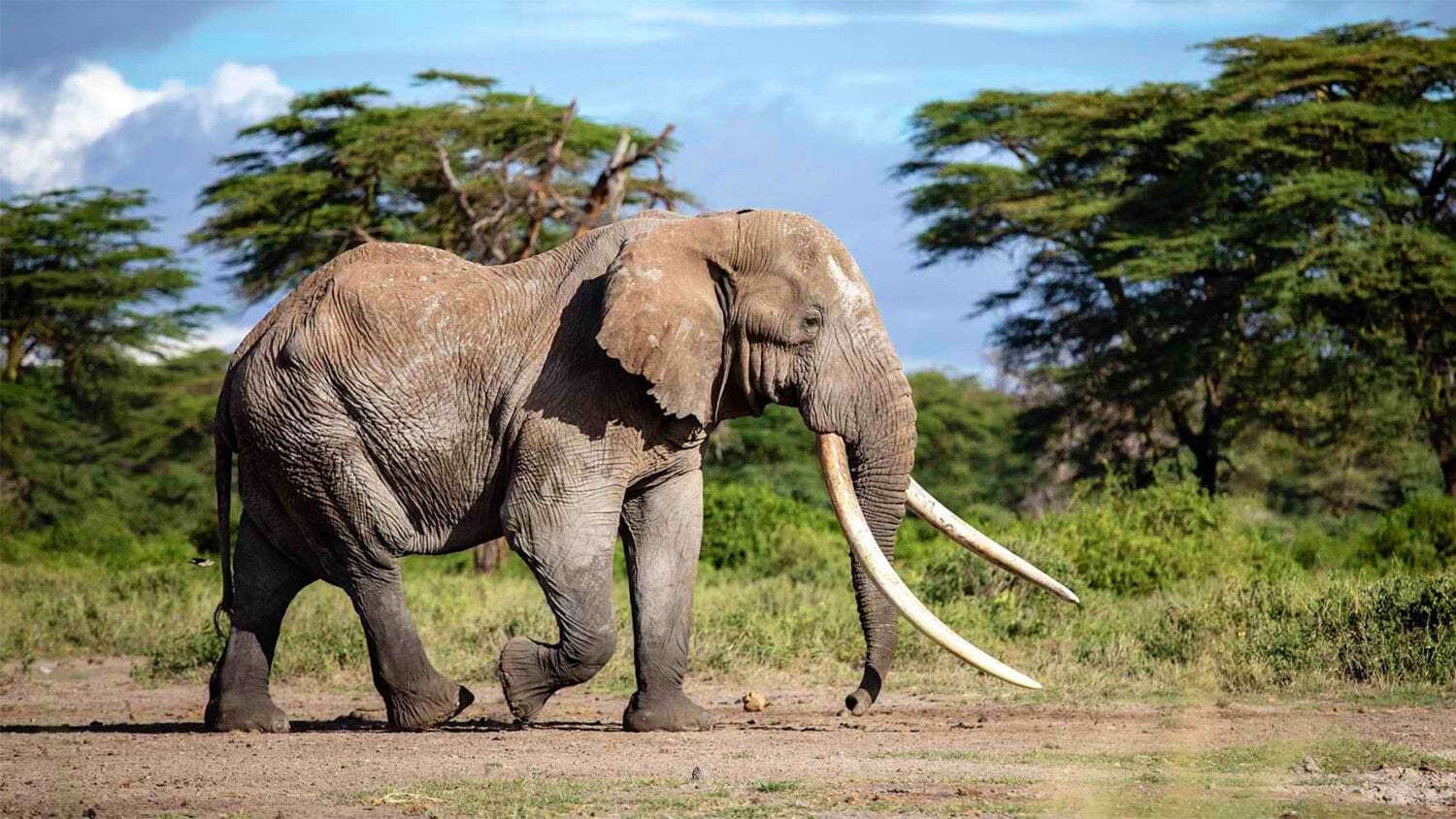 033 Angama Amboseli