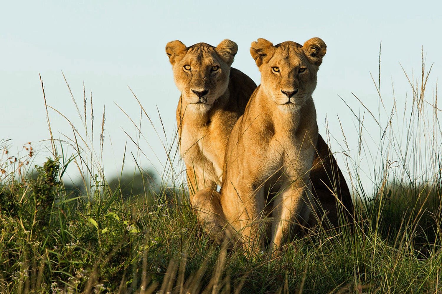 037 Angama Mara