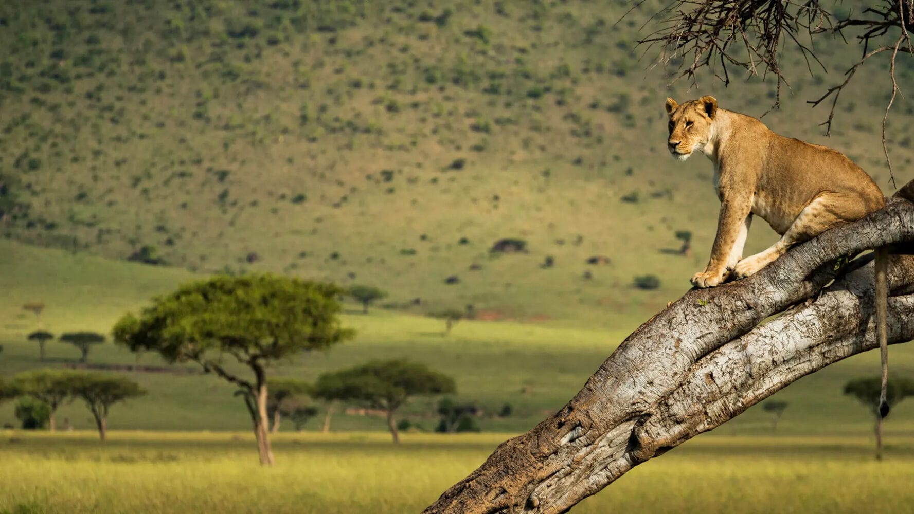 053 Angama Safari Camp