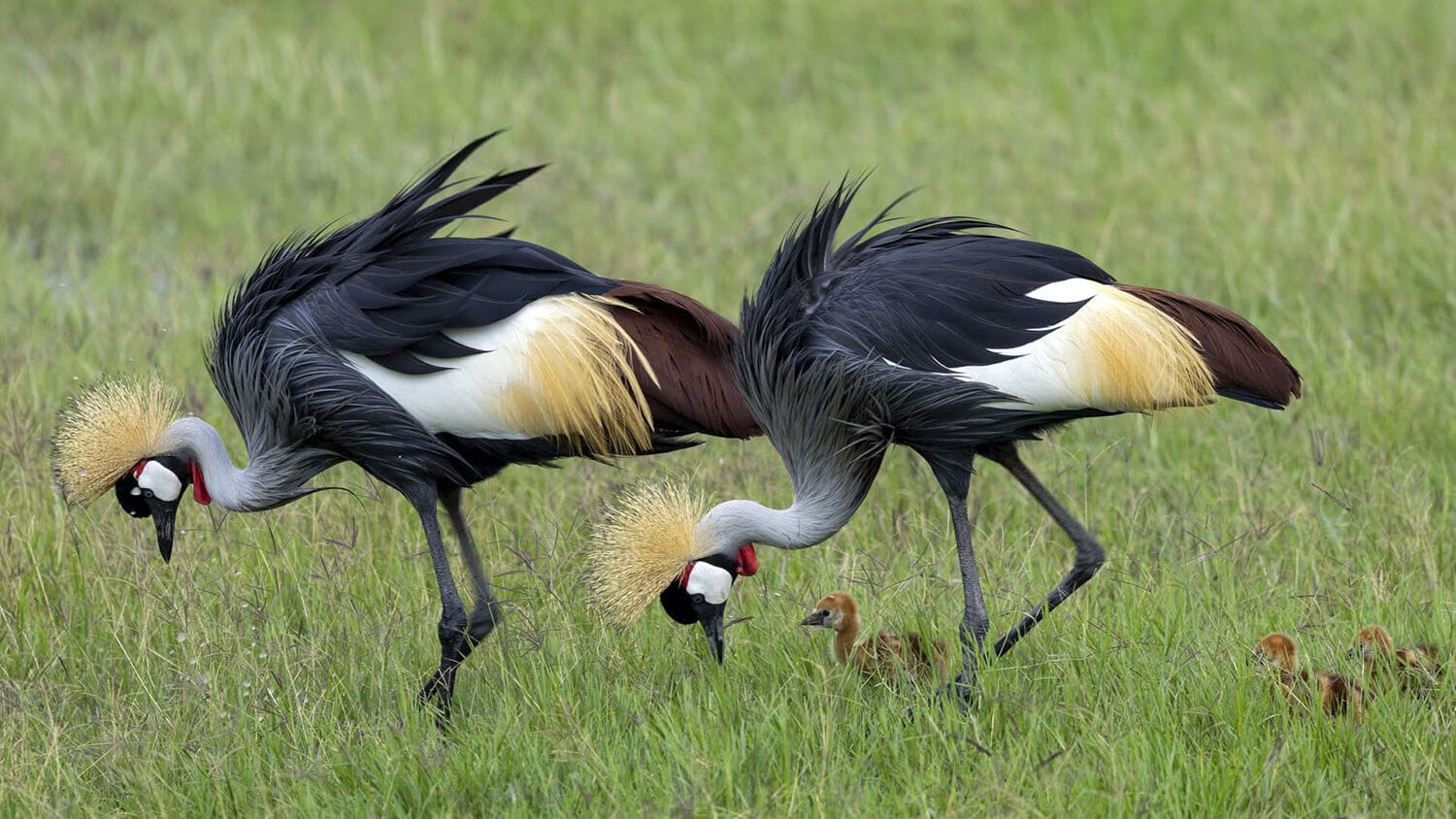057 Angama Amboseli