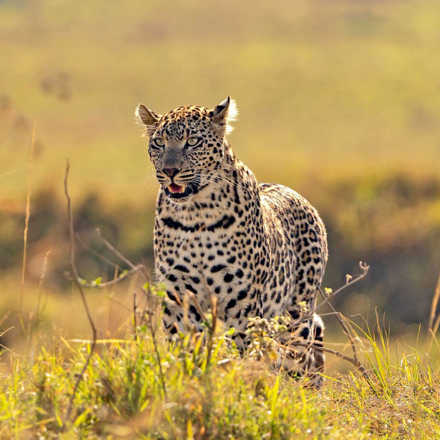 058 Angama Mara