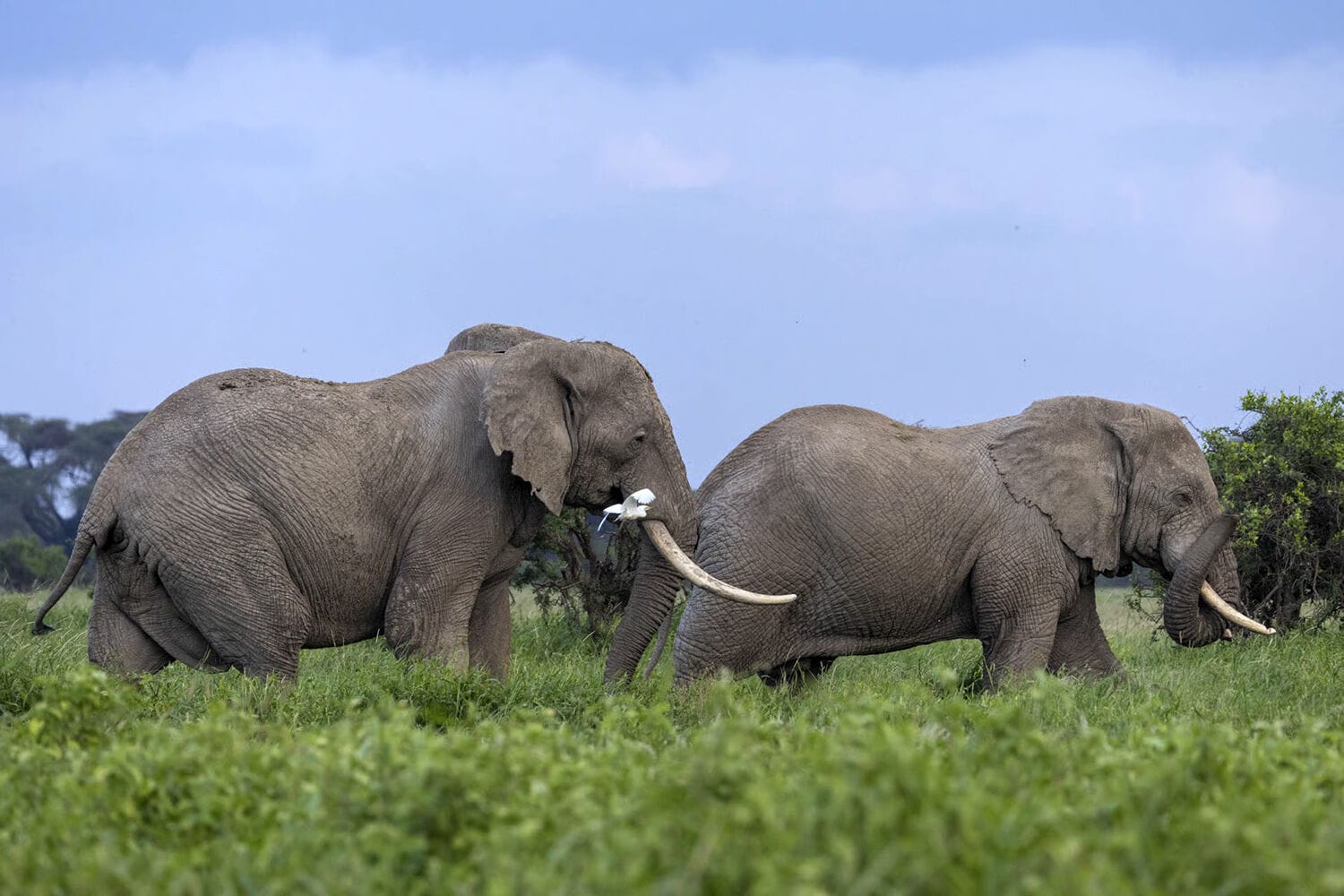 060 Angama Amboseli