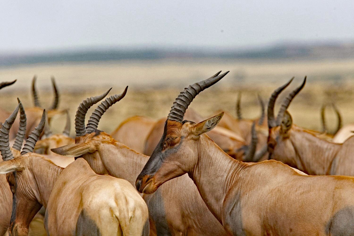 062 Angama Mara