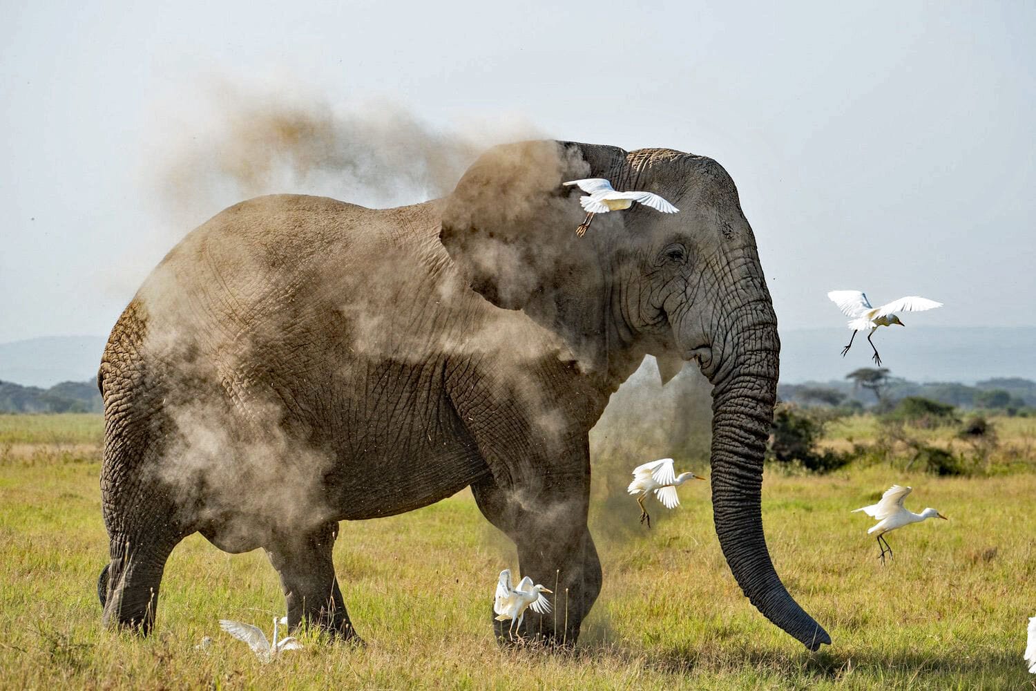 065 Angama Amboseli
