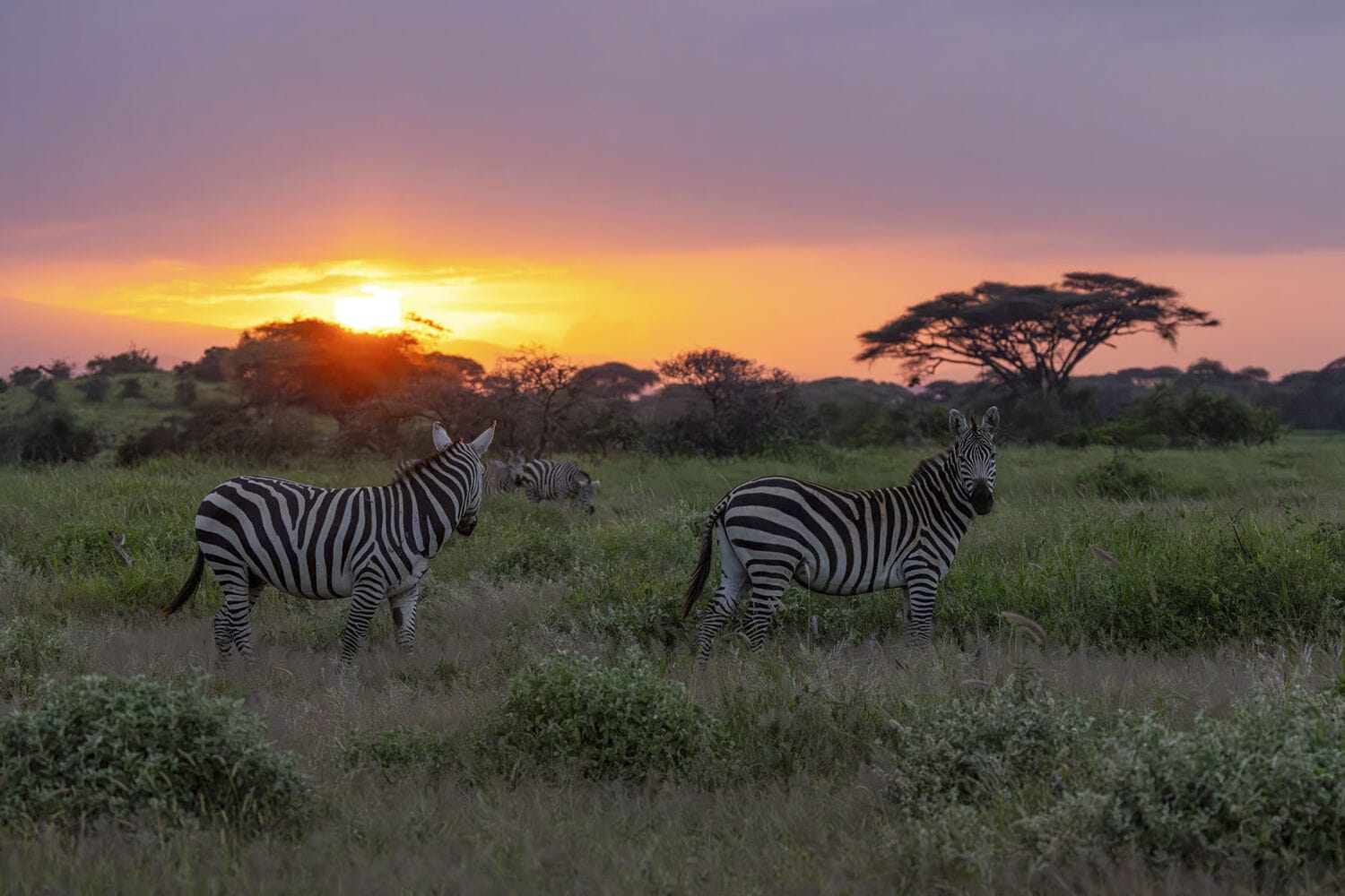 076 Angama Amboseli