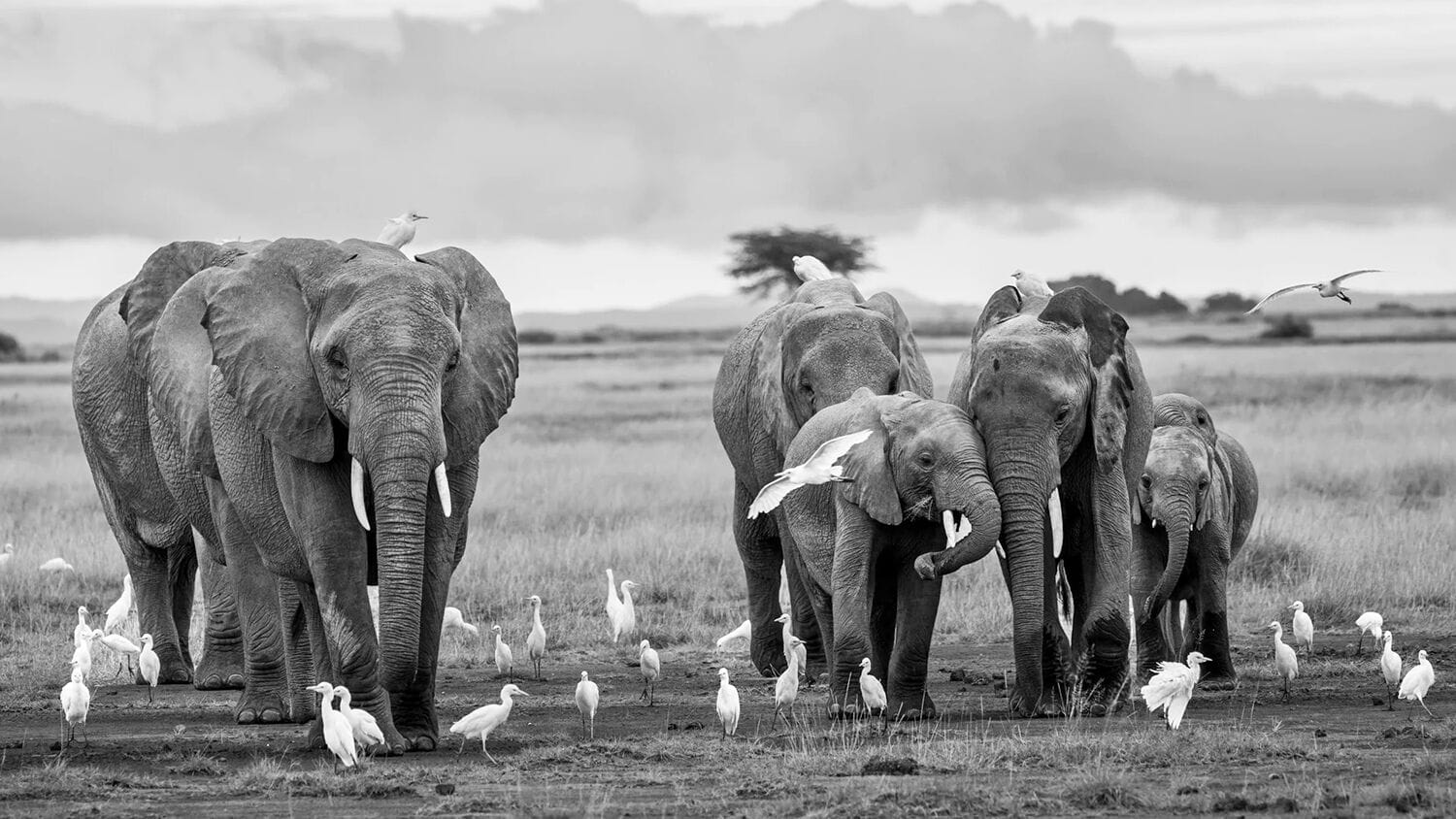 078 Angama Amboseli