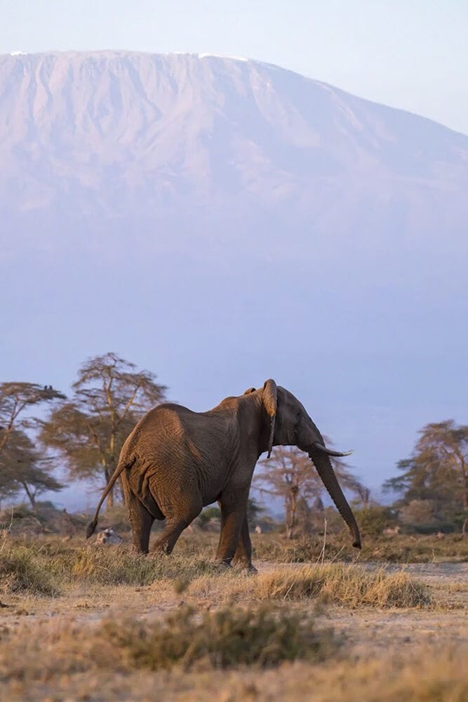 080 Angama Amboseli