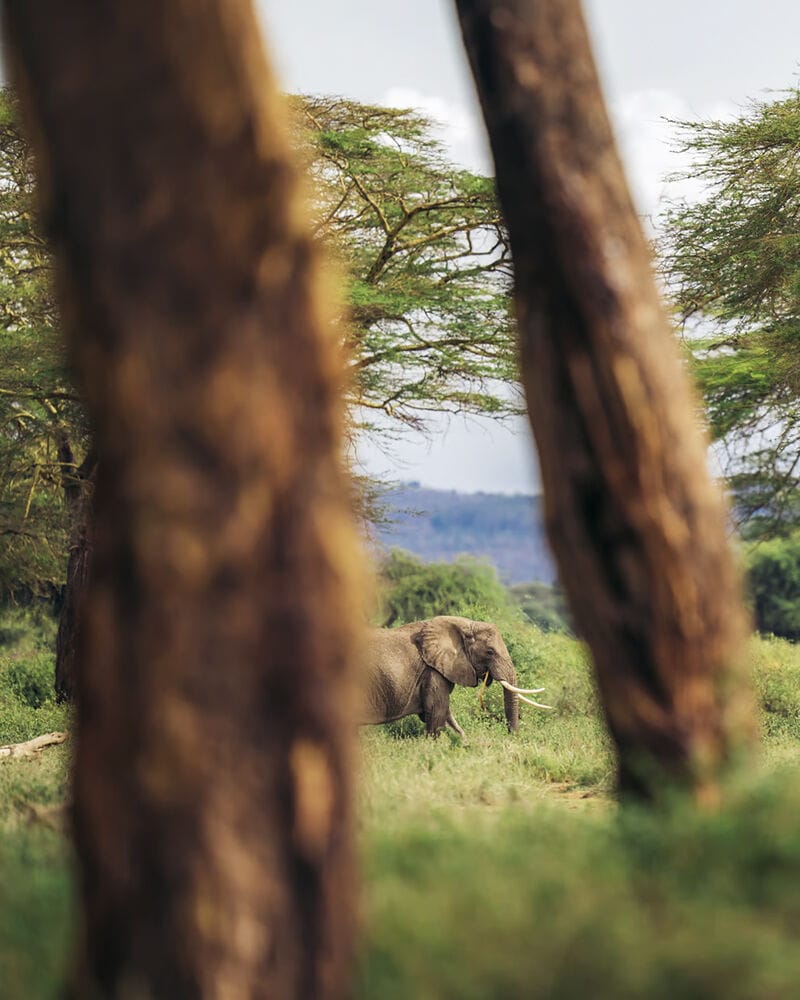 081 Angama Amboseli