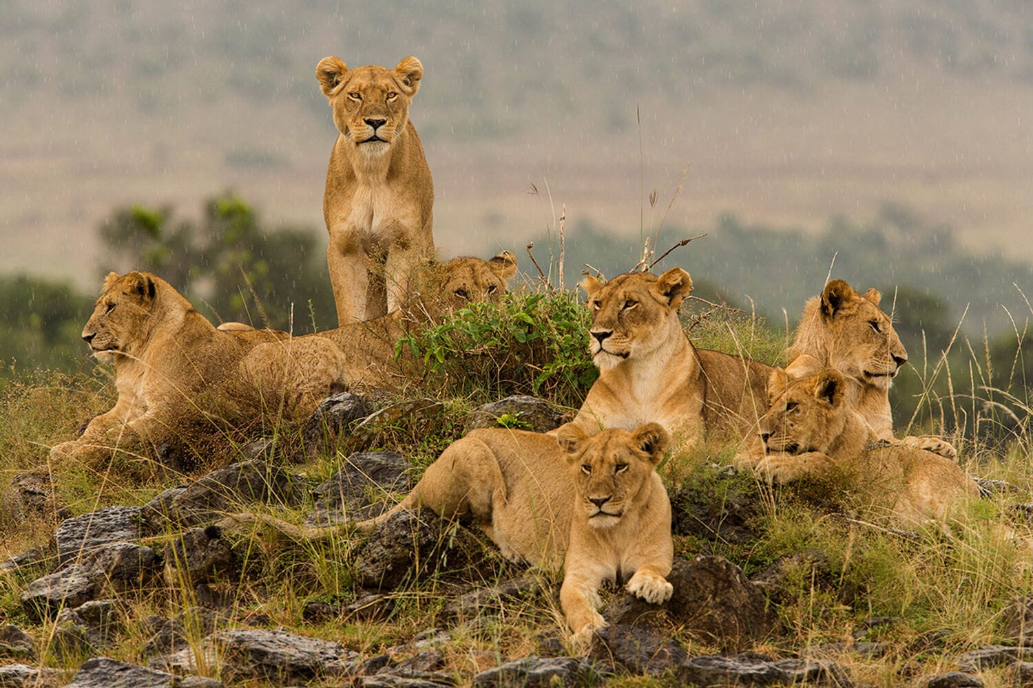 081 Angama Safari Camp