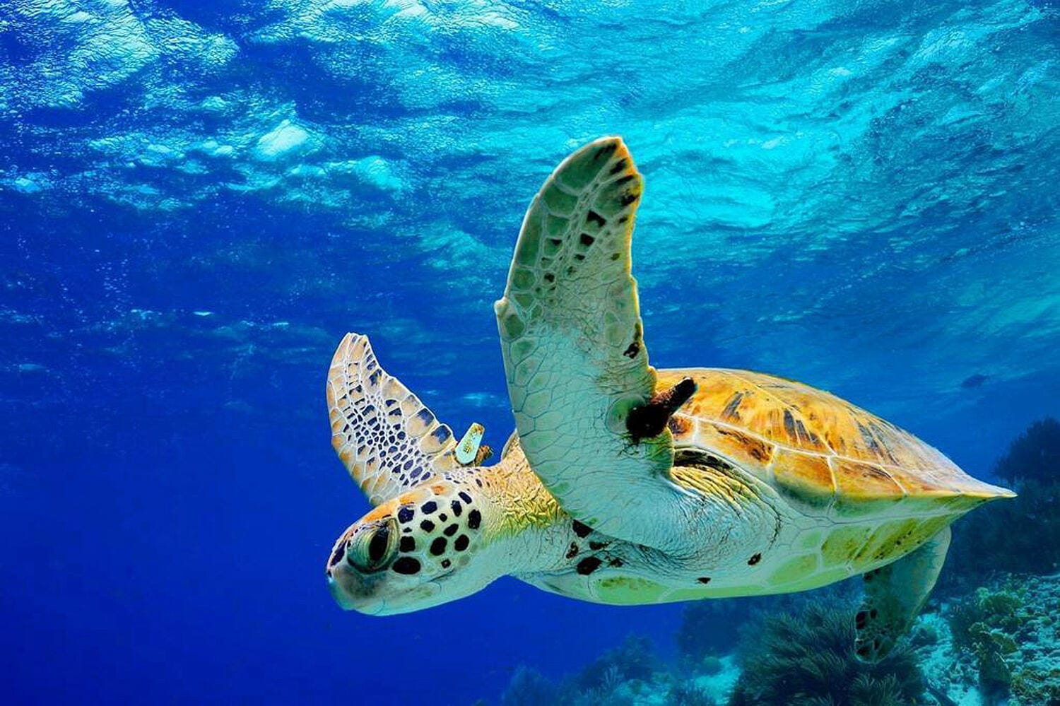 099 Thanda Island