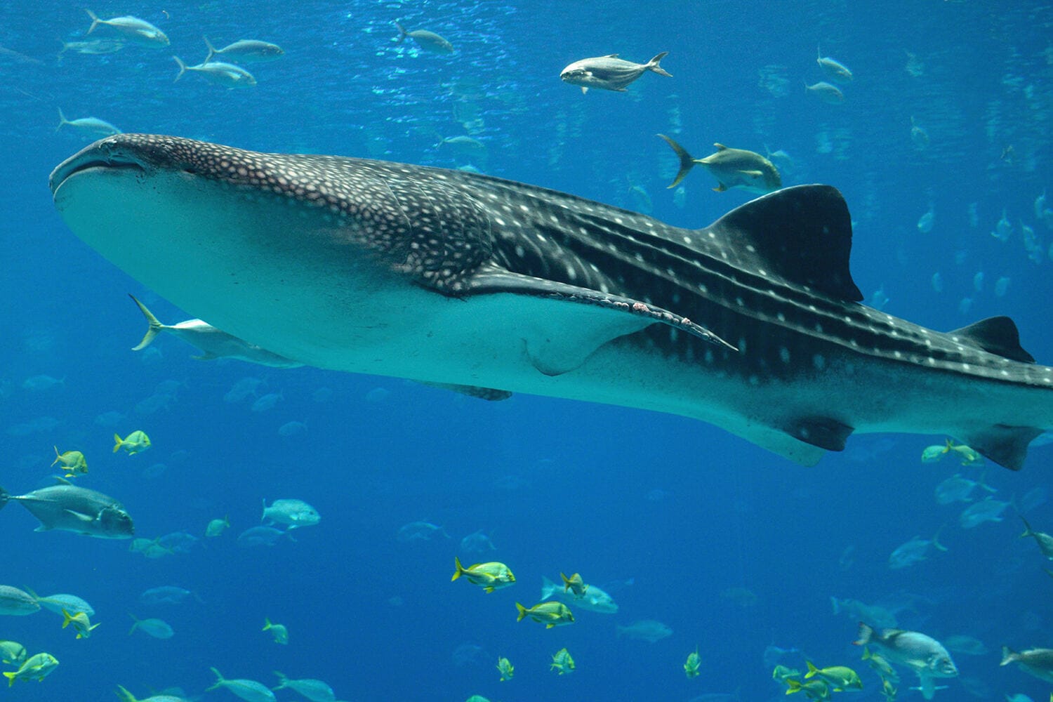 123 Thanda Island