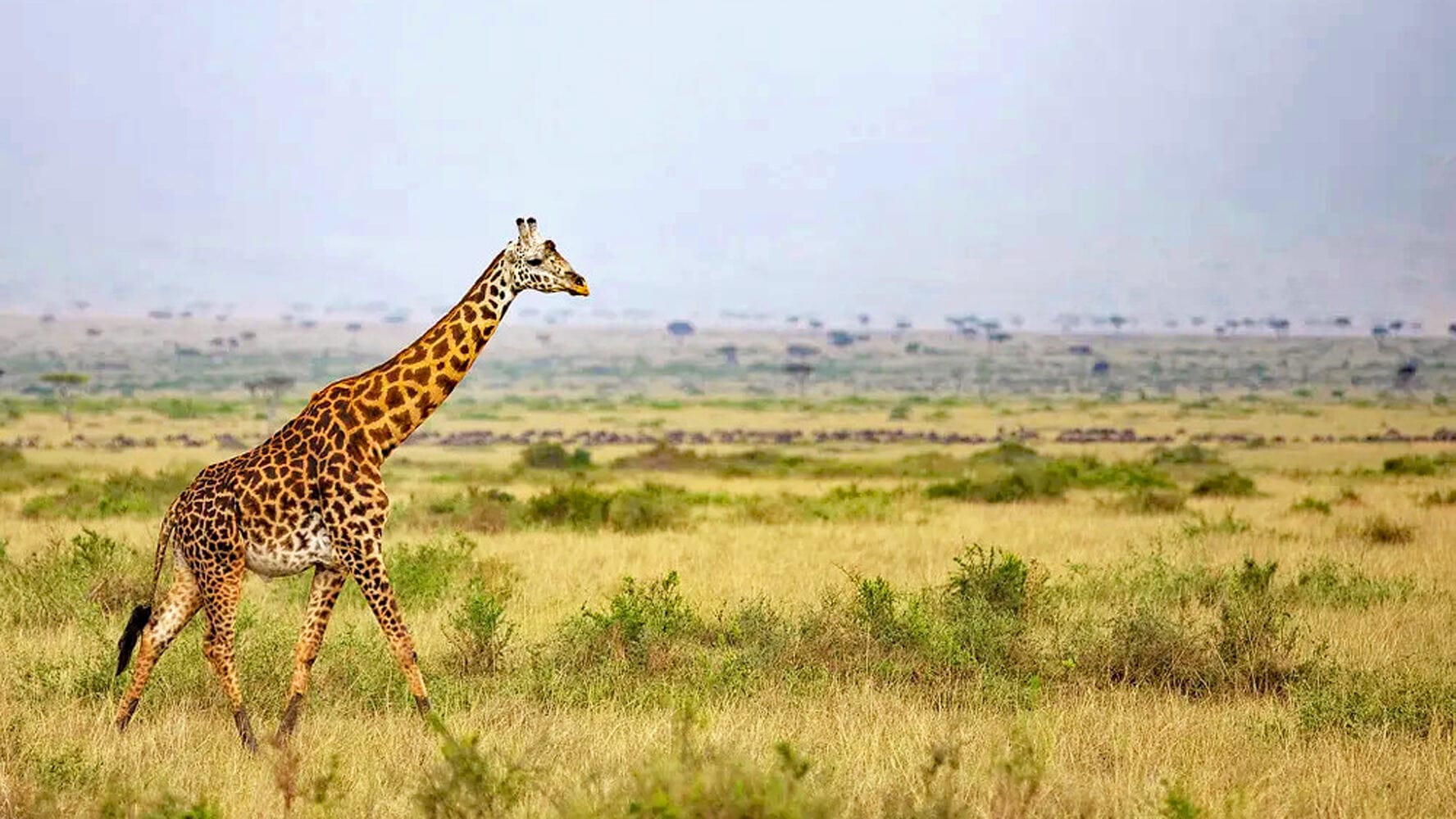 128 Angama Mara