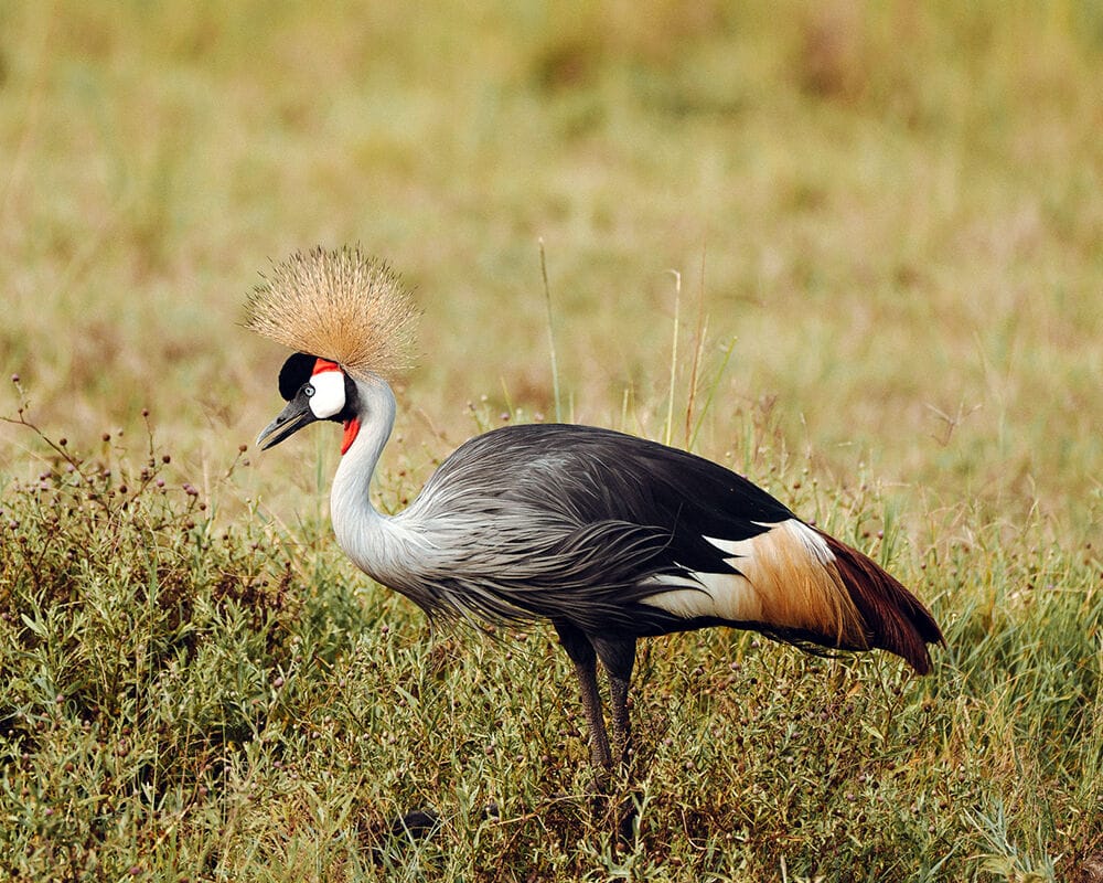017 Manzili Mara