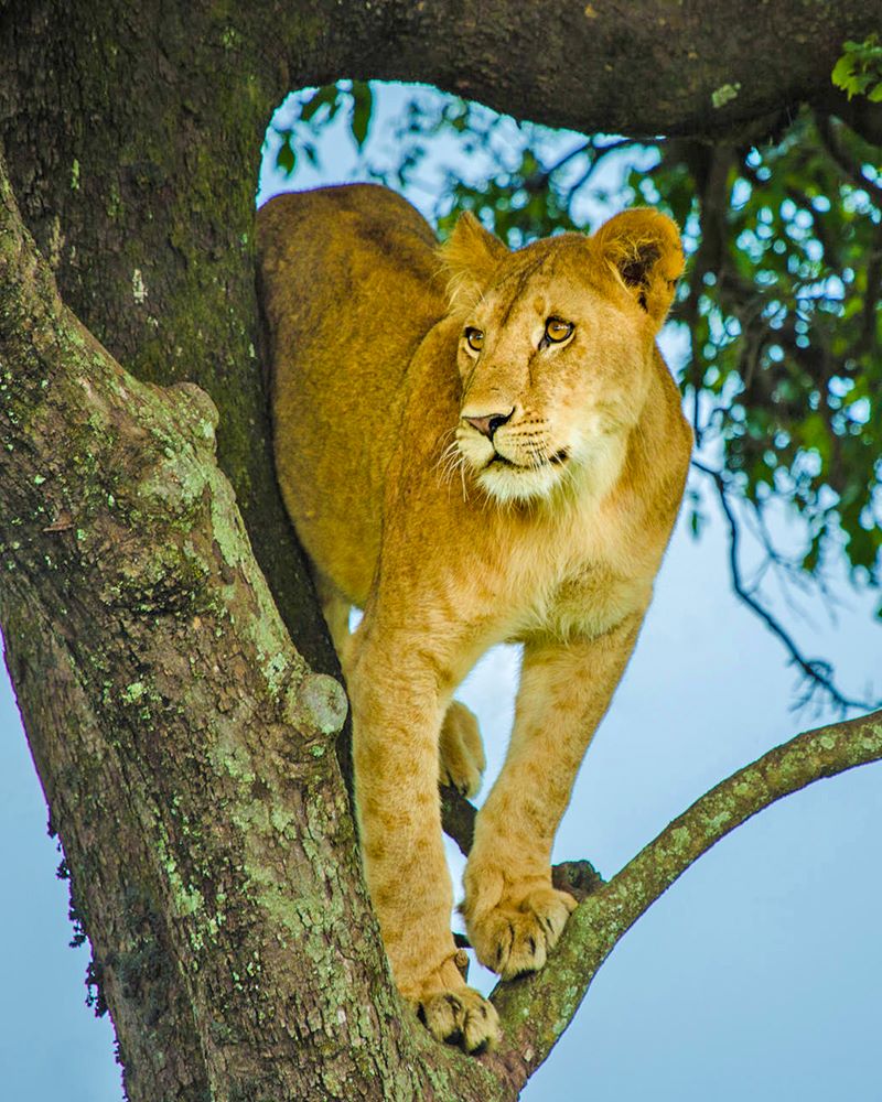 004 Mara Plains