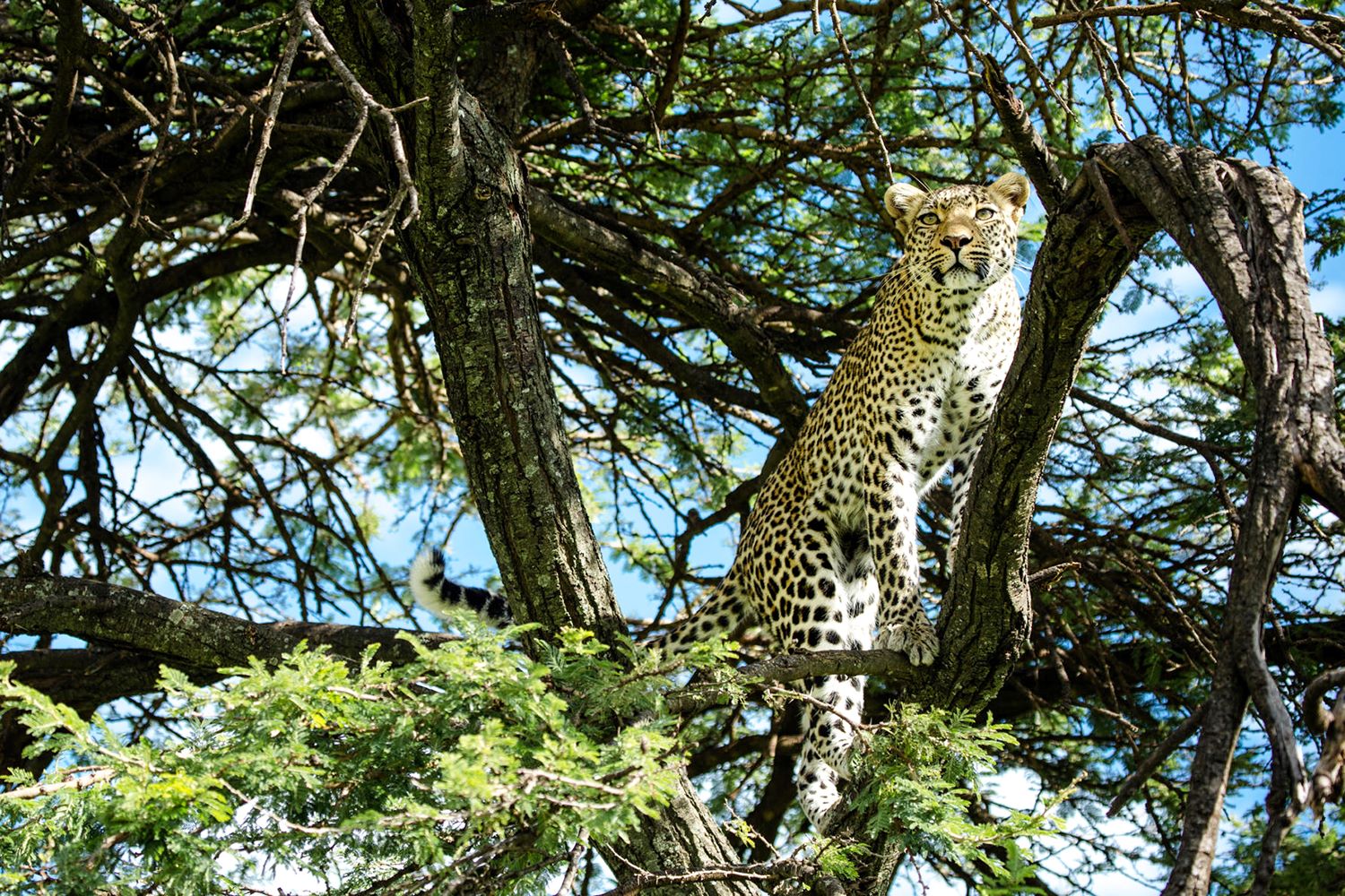 007 Mara Plains